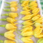 Squash Blossoms