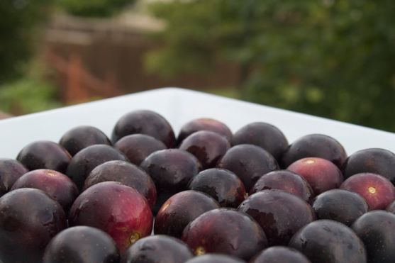 Post image for Purple Food: Muscadine Grapes and Dressing Up a Pork Sandwich