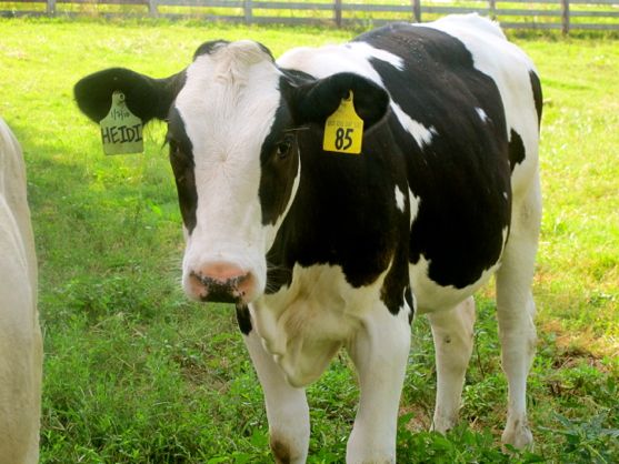 Post image for Tour the Hatcher Family Dairy Farm
