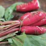 French Radishes
