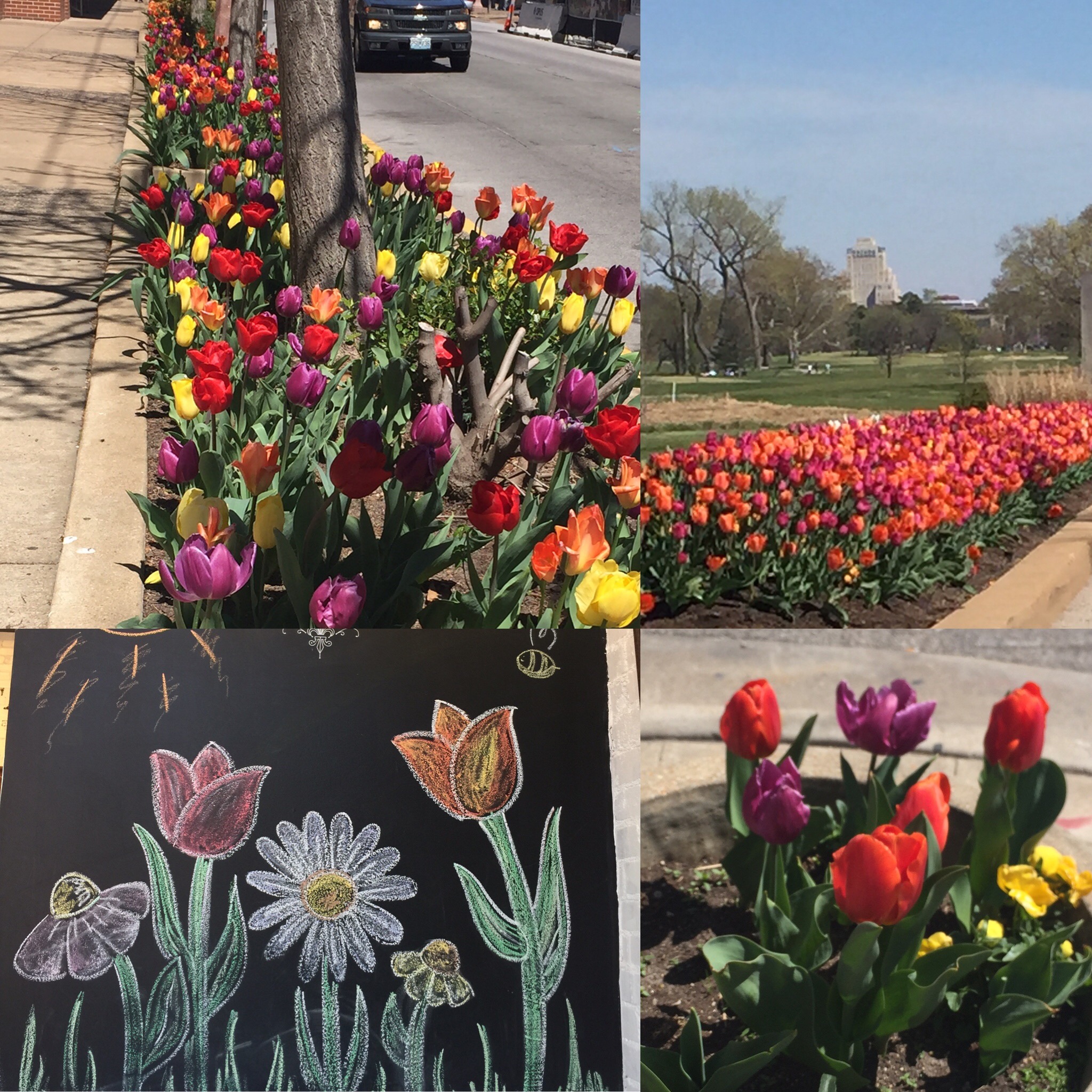 Tulips in St. Louis Weekend Foodie Getaway from Spinach Tiger