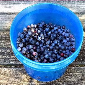 Seven Tips for Picking Blueberries and How To Store Them
