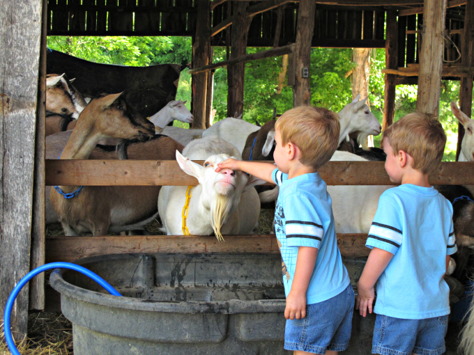 Noble Springs Dairy, Family Fun in Nashville