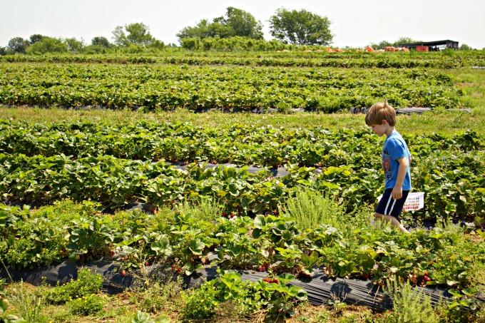 Strawberry Picking Farm Where to go, What to do in Nashville for Family Fun from Spinach Tiger