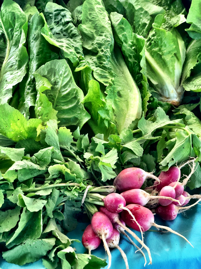 Radishes Why I love the Franklin Farmer's Market, Franklin TN from Spinach Tiger 