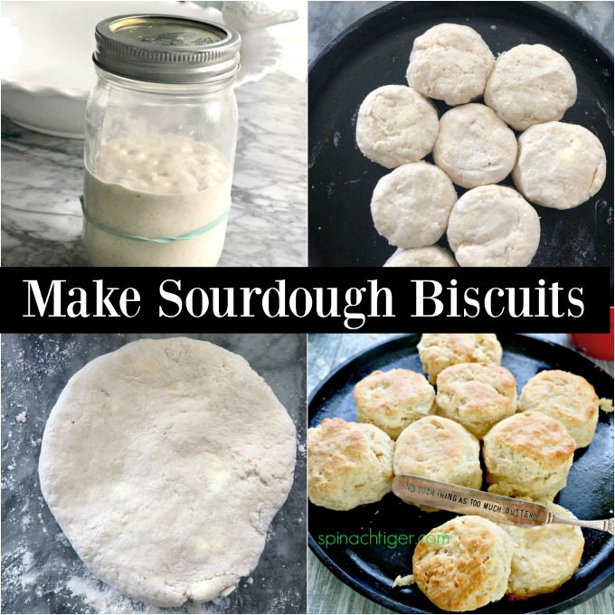 How to Make Easy Sourdough Biscuits from Spinach Tiger #sourdoughbiscuits #biscuits #southernbiscuits #sourdough