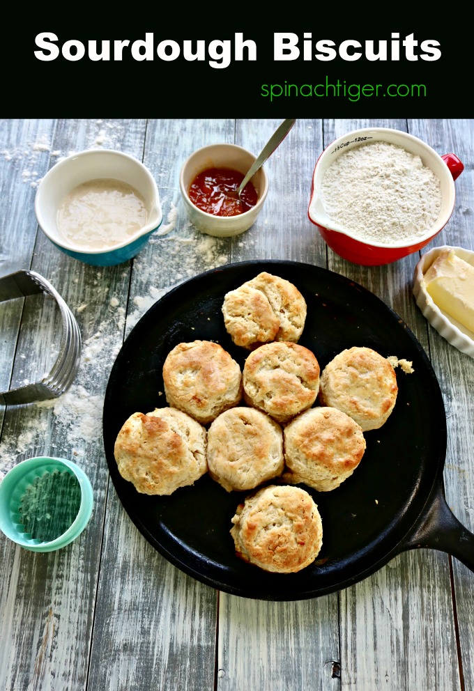 Make Easy Sourdough Biscuits from Spinach Tiger #sourdoughbiscuits #biscuits #southernbiscuits #sourdough